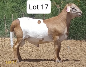 LOT 17 1X MEATMASTER RAM OSVLEY MEATMASTERS