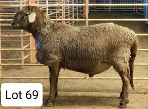 LOT 69 1X MEATMASTER RAM OSVLEY MEATMASTERS