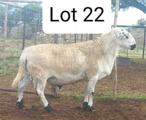 LOT 22 1X MEATMASTER RAM ANRIDEL MEATMASTERS