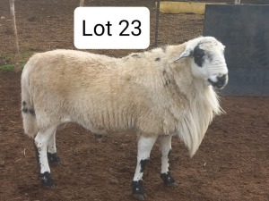 LOT 23 1X MEATMASTER RAM ANRIDEL MEATMASTERS