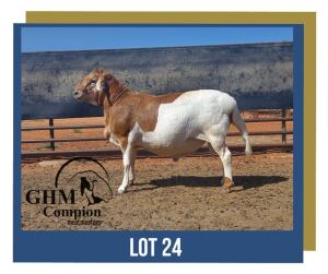 LOT 24 1X MEATMASTER RAM GHM COMPION MEATMASTERS