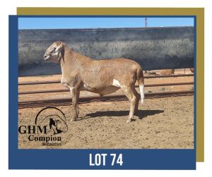 LOT 74 1X MEATMASTER RAM GHM COMPION MEATMASTERS