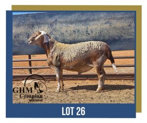 LOT 26 1X MEATMASTER RAM GHM COMPION MEATMASTERS