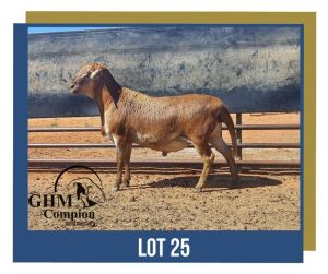 LOT 25 1X MEATMASTER RAM GHM COMPION MEATMASTERS