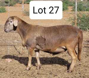 WITHDRAW - LOT 27 1X MEATMASTER RAM DRIEKOP MEATMASTER