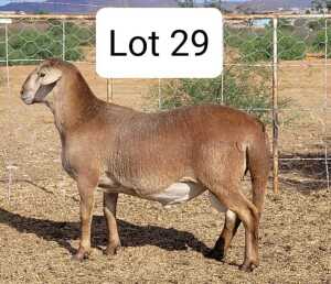 LOT 29 1X MEATMASTER RAM DRIEKOP MEATMASTER