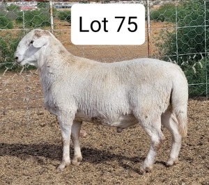 LOT 75 1X MEATMASTER RAM DRIEKOP MEATMASTER