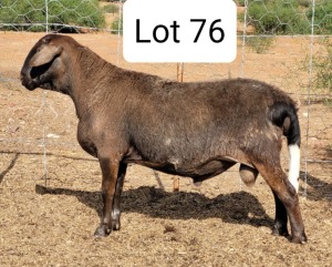 WITHDRAW - LOT 76 1X MEATMASTER RAM DRIEKOP MEATMASTER