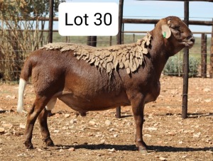 LOT 30 1X MEATMASTER RAM DIE BULT MEATMASTERS