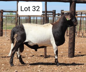 LOT 32 1X MEATMASTER RAM DIE BULT MEATMASTERS