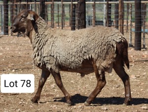 WITHDRAW - LOT 78 1X MEATMASTER RAM DIE BULT MEATMASTERS