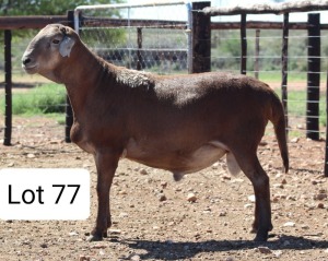 LOT 77 1X MEATMASTER RAM DIE BULT MEATMASTERS