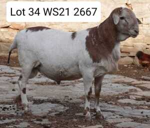 LOT 34 1X MEATMASTER RAM WILGERBOOM MEATMASTERS