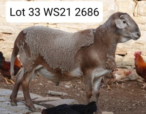 LOT 33 1X MEATMASTER RAM WILGERBOOM MEATMASTERS