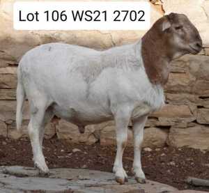 WITHDRAW - LOT 106 1X MEATMASTER RAM WILGERBOOM MEATMASTERS