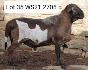 LOT 35 1X MEATMASTER RAM WILGERBOOM MEATMASTERS