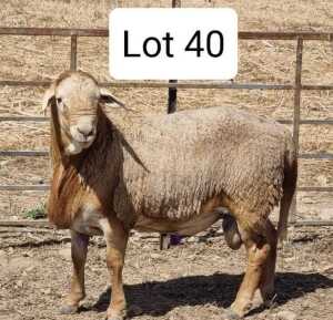 LOT 40 1X MEATMASTER DRIEKOPPEN MEATMASTERS