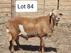 LOT 84 1X MEATMASTER DRIEKOPPEN MEATMASTERS