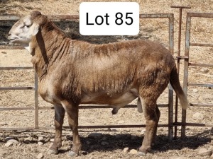 LOT 85 1X MEATMASTER DRIEKOPPEN MEATMASTERS