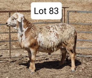 WITHDRAW - LOT 83 1X MEATMASTER DRIEKOPPEN MEATMASTERS