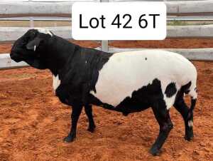 WITHDRAW - LOT 42 1X MEATMASTER RAM AVENANT MEATMASTERS