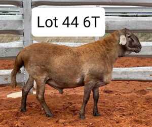 WITHDRAW - LOT 44 1X MEATMASTER RAM AVENANT MEATMASTERS