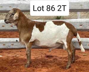 LOT 86 1X MEATMASTER RAM AVENANT MEATMASTERS