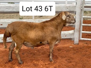 LOT 43 1X MEATMASTER RAM AVENANT MEATMASTERS