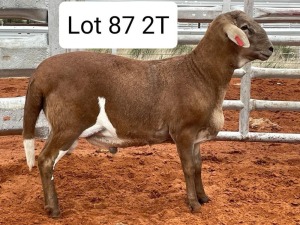 LOT 87 1X MEATMASTER RAM AVENANT MEATMASTERS