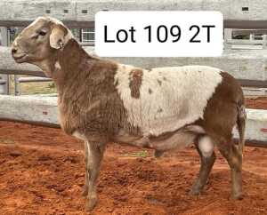 LOT 109 1X MEATMASTER RAM AVENANT MEATMASTERS