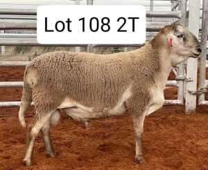 LOT 108 1X MEATMASTER RAM AVENANT MEATMASTERS