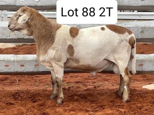 LOT 88 1X MEATMASTER RAM AVENANT MEATMASTERS