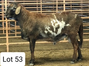 LOT 53 1X MEATMASTER RAM CONSENTVLY MEATMASTERS