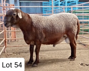 LOT 54 1X MEATMASTER RAM CONSENTVLY MEATMASTERS