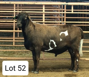 LOT 52 1X MEATMASTER RAM CONSENTVLY MEATMASTERS