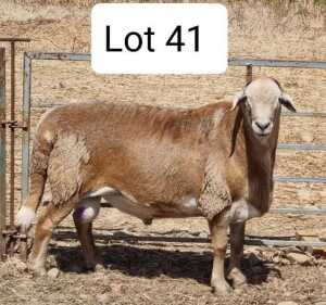 LOT 41 1X MEATMASTER DRIEKOPPEN MEATMASTERS