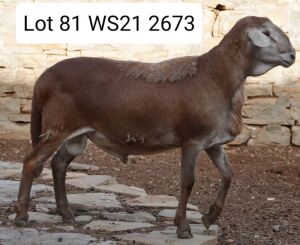 WITHDRAW - LOT 81 1X MEATMASTER RAM WILGERBOOM MEATMASTERS