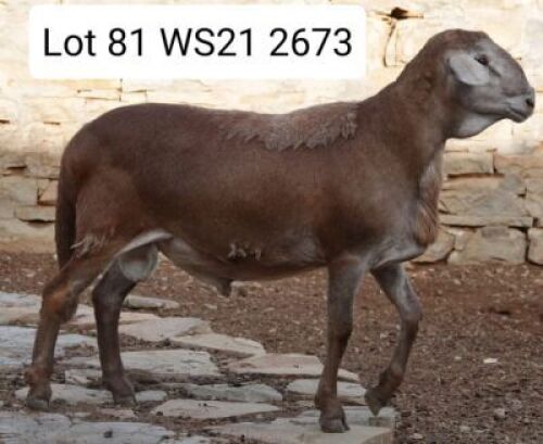 WITHDRAW - LOT 81 1X MEATMASTER RAM WILGERBOOM MEATMASTERS