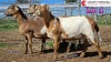 LOT 1 3X MEATMASTER EWE COLLETT FARMING (Pay per animal to take all) - 2