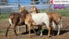 LOT 1 3X MEATMASTER EWE COLLETT FARMING (Pay per animal to take all) - 3