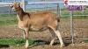 LOT 1 3X MEATMASTER EWE COLLETT FARMING (Pay per animal to take all) - 5