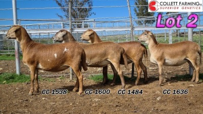 LOT 2 4X MEATMASTER EWE COLLETT FARMING (Pay per animal to take all)