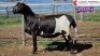 LOT 3 1X MEATMASTER EWE COLLETT FARMING