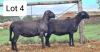 LOT 4 2+2X MEATMASTER EWE MOHIMBA MEATMASTERS (Pay per animal to take all)