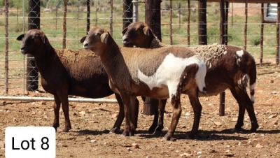 LOT 8 3X MEATMASTER EWE DIE BULT MEATMASTERS (Pay per animal to take all)