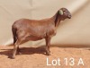 LOT 13 2X MEATMASTER EWE VER VAN HIER MEATMASTERS (Pay per animal to take all) - 2