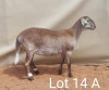 LOT 14 2X MEATMASTER EWE VER VAN HIER MEATMASTERS (Pay per animal to take all) - 2