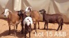 LOT 15 2+2X MEATMASTER EWE VER VAN HIER MEATMASTERS (Pay per animal to take all)