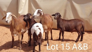 LOT 15 2+2X MEATMASTER EWE VER VAN HIER MEATMASTERS (Pay per animal to take all)