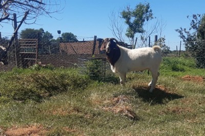 1X BOERBOK RAM LENIZE STOET - KUDDE